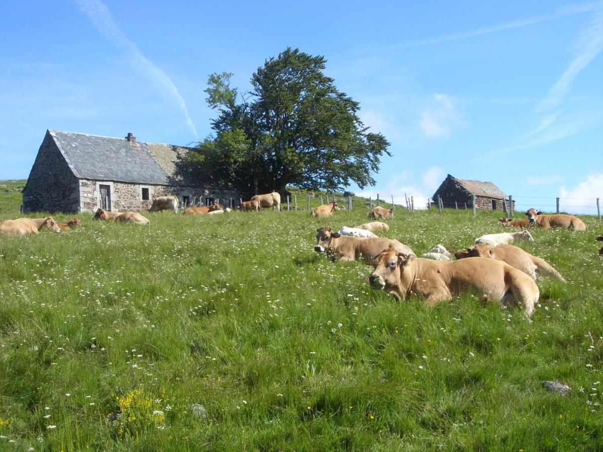 Chambres D'Hotes Le Lepadou-Bas Saint-Chély-dʼAubrac 外观 照片