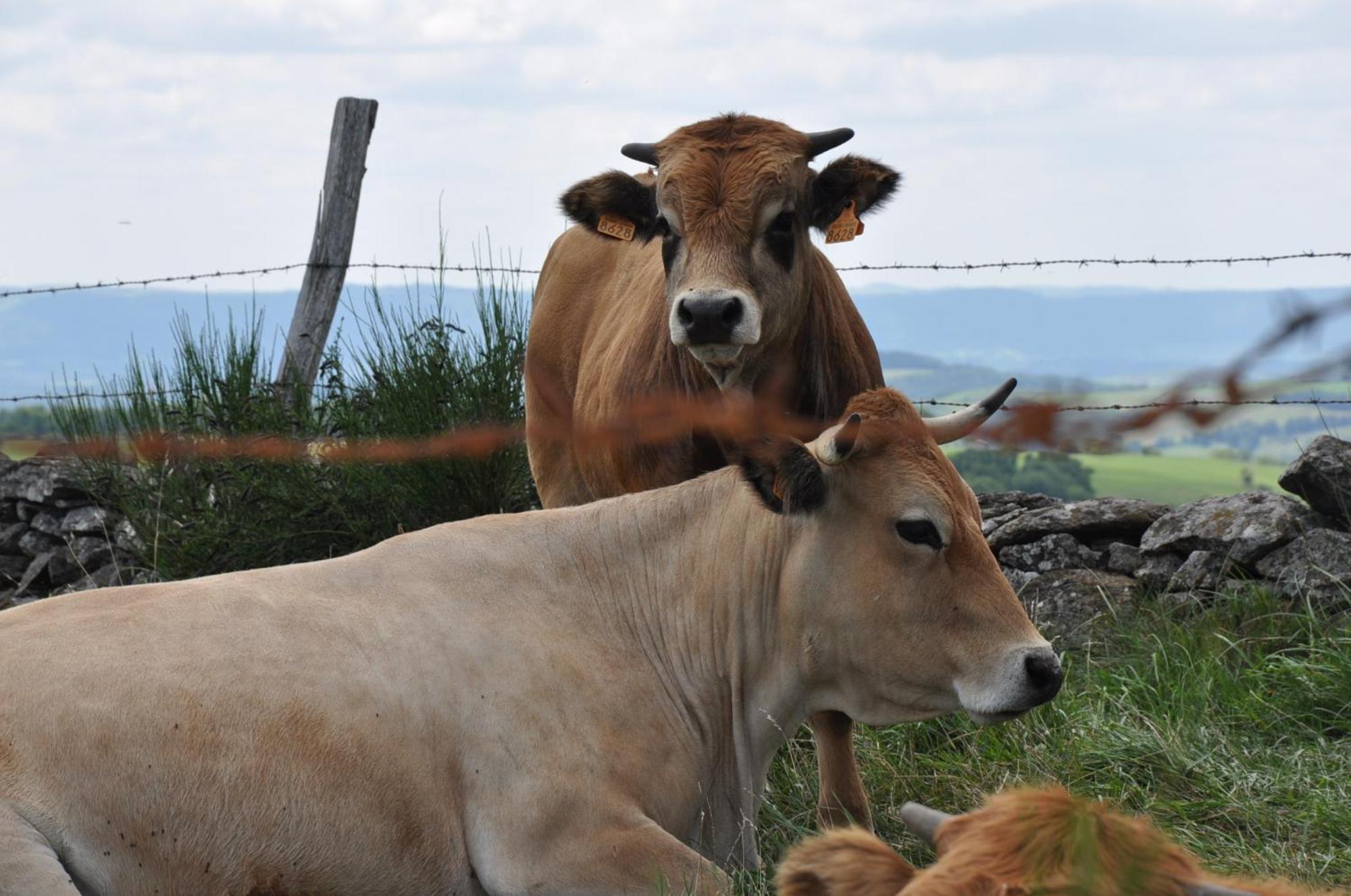 Chambres D'Hotes Le Lepadou-Bas Saint-Chély-dʼAubrac 外观 照片